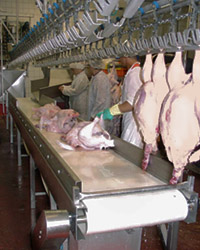 Turkey's on Conveyor Belt Re-Hang