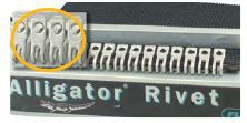 Alligators Up