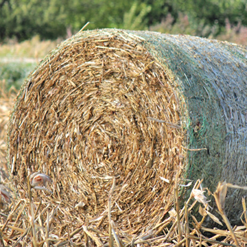 Cornstalk Round Bale